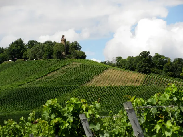 Ein letzter Blick auf den Heuchelberg | Foto: Wandern Gaby Erich