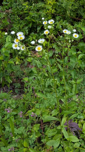 Berufkraut | Foto: Eigene Aufnahme