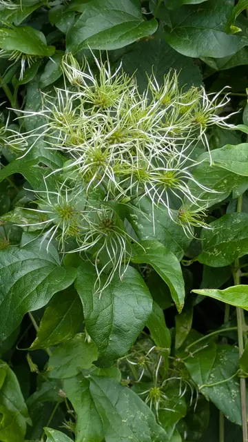 Waldrebe | Foto: Eigene Aufnahme