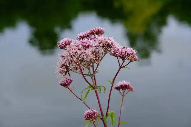 Foto: Eduard Warenik