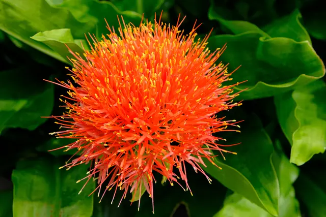 Foto: Eduard Warenik