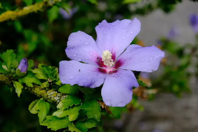 Foto: Eduard Warenik