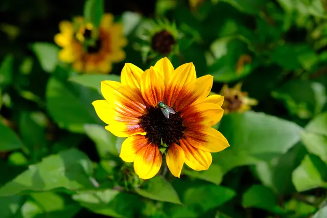 Foto: Eduard Warenik