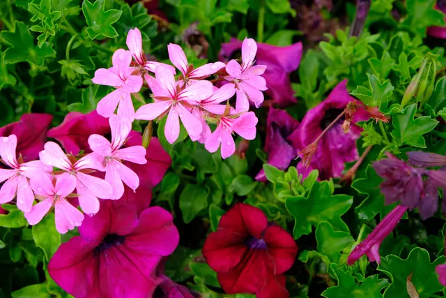 Foto: Eduard Warenik