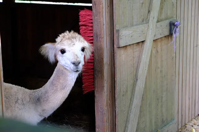 Foto: Eduard Warenik