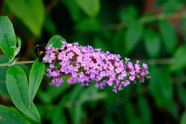 Foto: Eduard Warenik