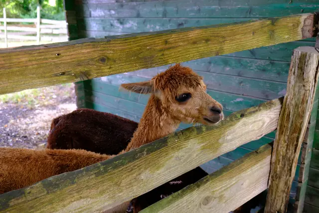 Foto: Eduard Warenik