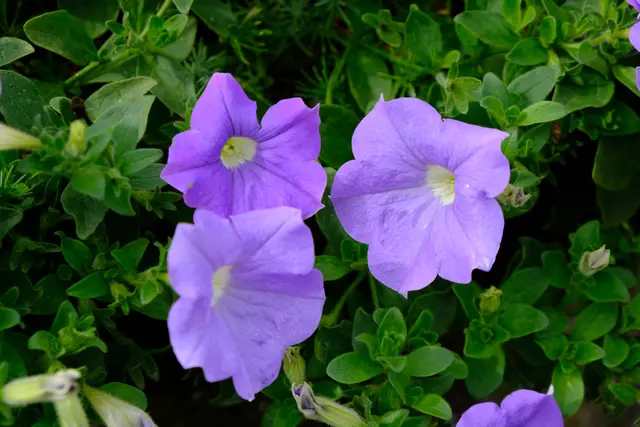 Foto: Eduard Warenik