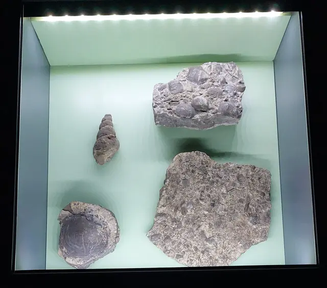 Im Muschelkalkmeer, aus dem das Steinsalz stammt, lebten aber auch kleine Tiere wie Muscheln und Schnecken und viele Armfüßler. | Foto: Foto privat