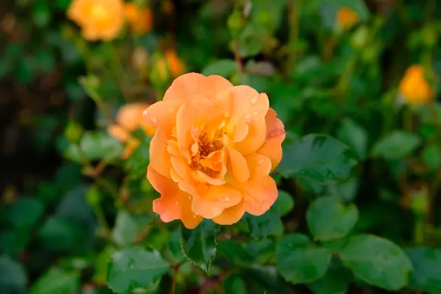 Foto: Eduard Warenik