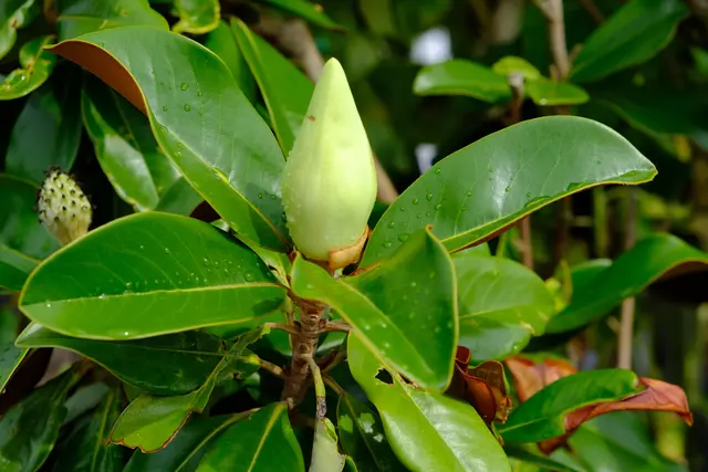 Foto: Eduard Warenik