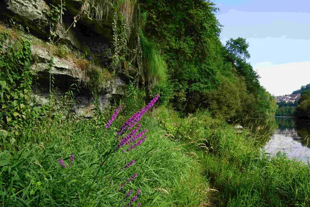Der Klebweg bei Künzelsau | Foto: Thomas Raisig