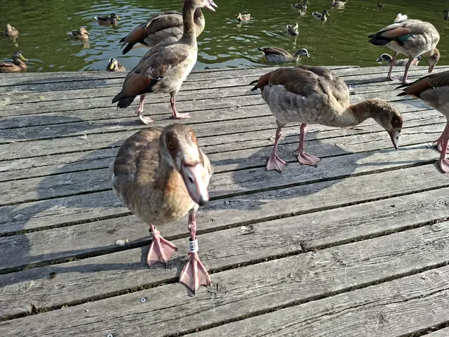 schöne Abendrunde🪿🦆🌻 | Foto: Ralf Röser