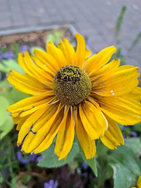 schöne Abendrunde🪿🦆🌻 | Foto: Ralf Röser