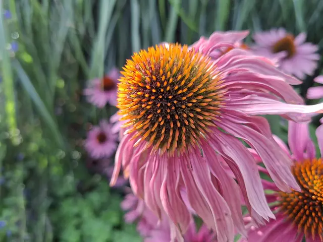 schöne Abendrunde🪿🦆🌻 | Foto: Ralf Röser
