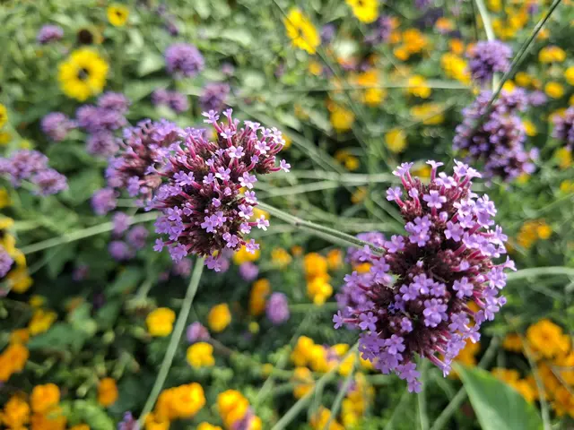 schöne Abendrunde🪿🦆🌻 | Foto: Ralf Röser