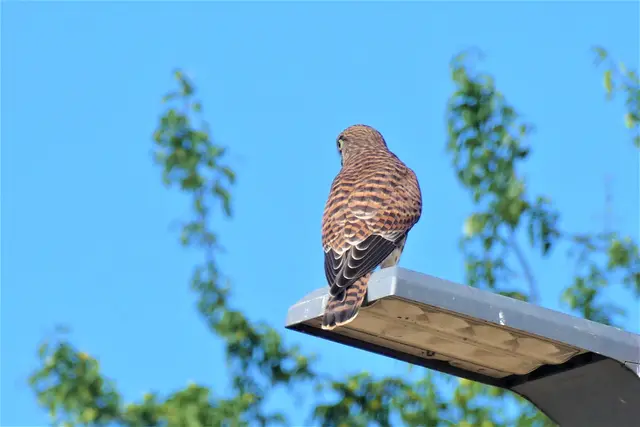 Ein Turmfalke wartet auf die Erleuchtung | Foto: Konrad Schomerus