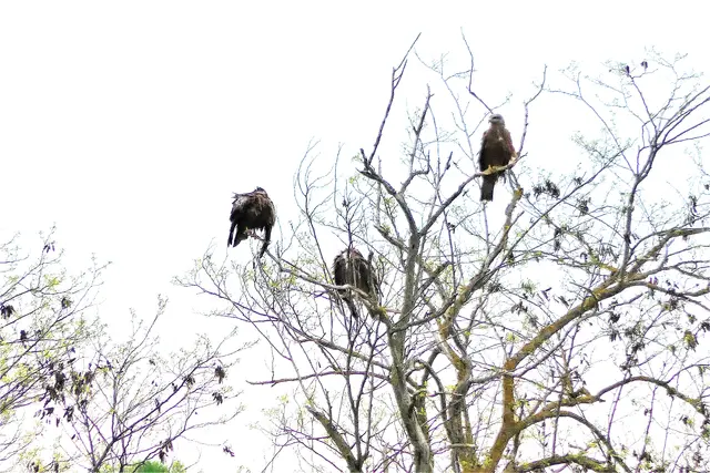 Zugabe: Drei Milane wachen in ihren Hochbetten auf | Foto: Konrad Schomerus