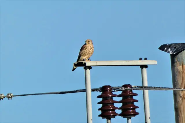 Hochsitz auf Hochspannung | Foto: Konrad Schomerus
