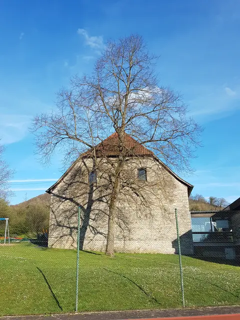 Die Linde ist kräftig gewachsen! Foto von April 2024 | Foto: Eigene Aufnahme