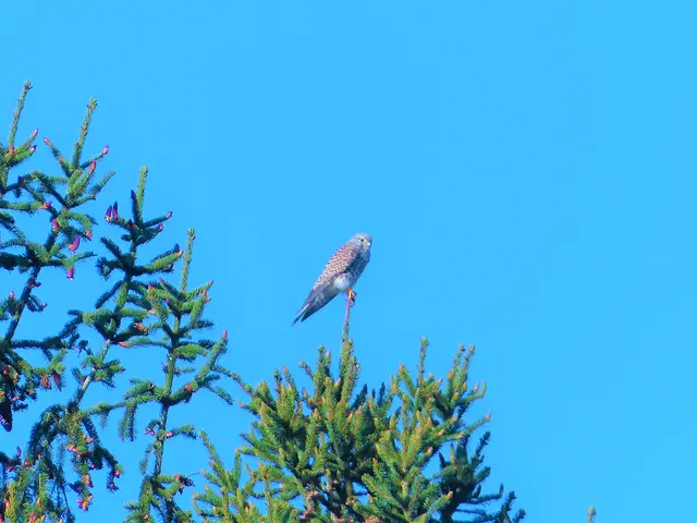 Spitzenplatz | Foto: Konrad Schomerus