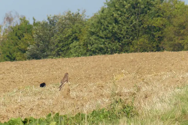 Auch so kann ein Turm aussehen | Foto: Konrad Schomerus