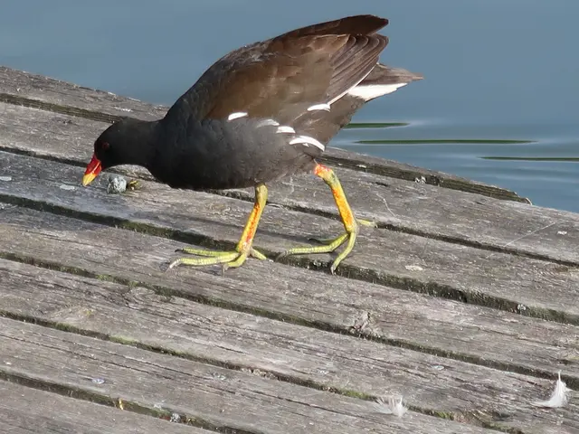 Foto: Eduard Warenik