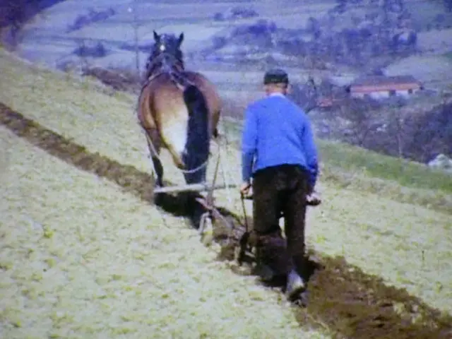 Pflügen mit dem Pferd, die Kelter rechts oben im Bild stand völlig alleine außerhalb vom Dorf | Foto: Eigene Aufnahme