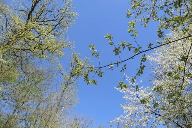 Im April am Waldrand vom Neipperg | Foto: JuKo