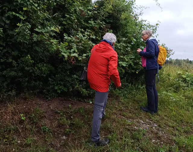 man konnte auch Brombeeren naschen | Foto: E. Rosendorf