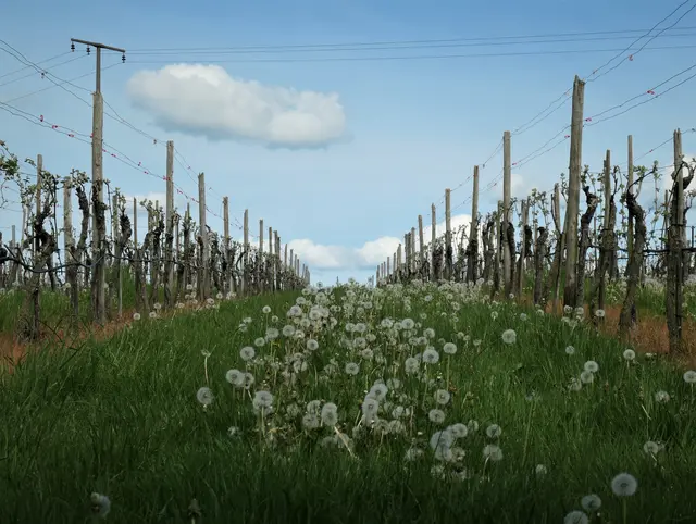 April in den Weinbergen | Foto: JuKo
