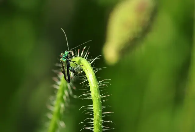 Der Käfer will hoch hinauf | Foto: JuKo
