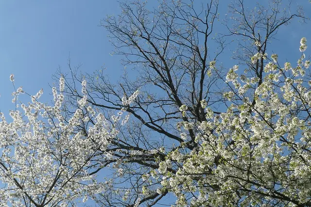 April am Waldrand am Neipperg | Foto: JuKo