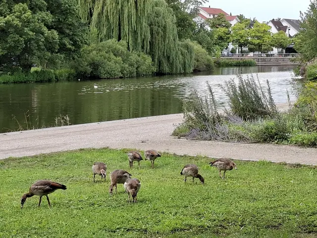 Kurparkfest Bad Rappenau | Foto: Ralf Röser