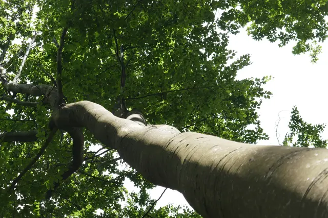 Gesehen Neipperg | Foto: JuKo