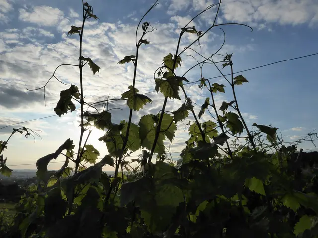 Weinreben wolle hoch hinaus wachsen | Foto: JuKo