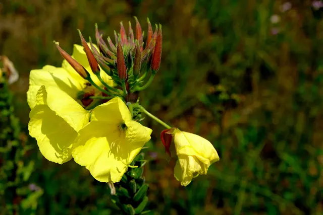 Foto: Eduard Warenik