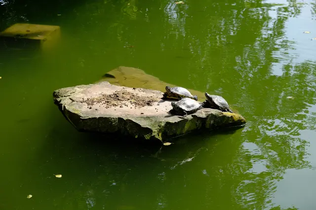 Foto: Eduard Warenik