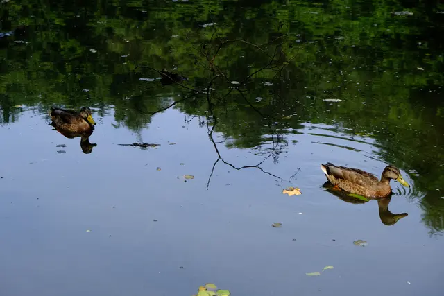 Foto: Eduard Warenik