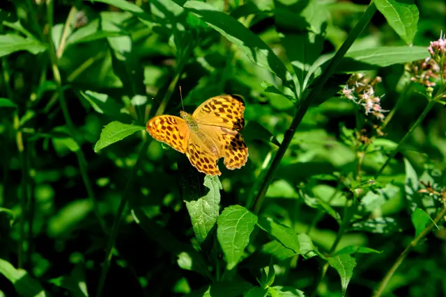 Foto: Eduard Warenik