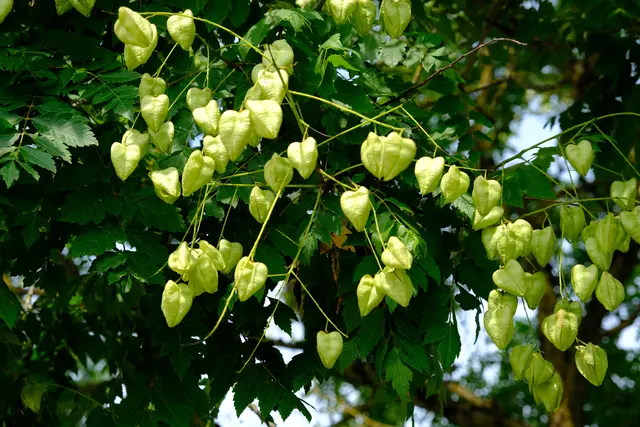 Foto: Eduard Warenik