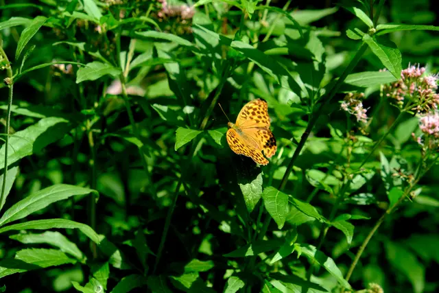 Foto: Eduard Warenik