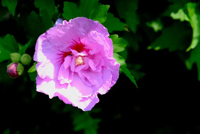 Foto: Eduard Warenik