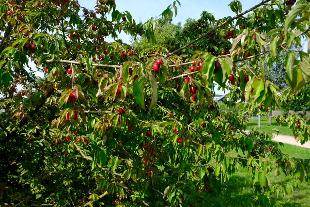 Foto: Eduard Warenik