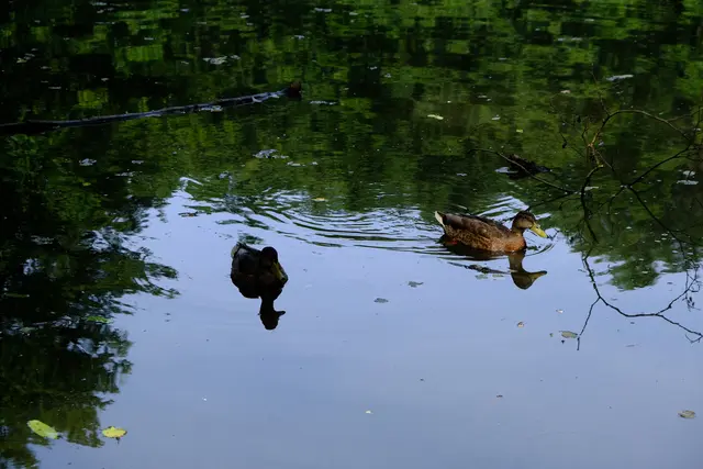 Foto: Eduard Warenik