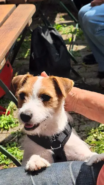 Branka war ganz tapfer bei dem verlockenden Duft, Kompliment | Foto: Monika Breusch