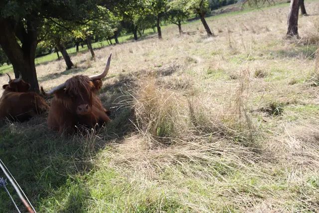 Schottische Hochlandrinder am Ortsrand von Hopfengarten  | Foto: Marga Specht