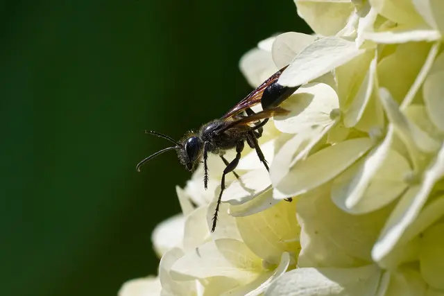 Stahlblauer Grillenjäger | Foto: WKY