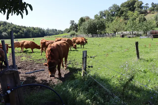 Limousinrinder beim Hof Pfeiffer in Hergenstadt | Foto: Marga Specht
