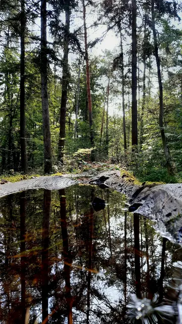 Die ganze Pracht des Waldes in einen Baumstamm gespiegelt | Foto: WandernGabyErich